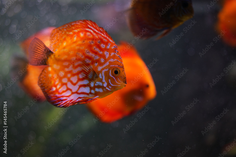 Obraz premium Discus fish in aquarium