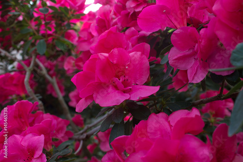 Azalea Flower