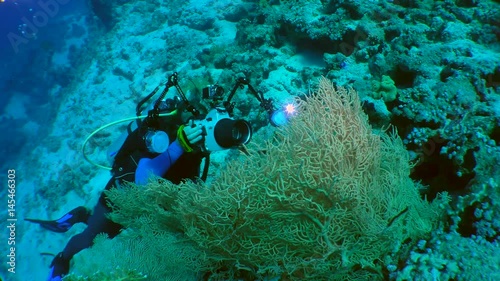 Underwater photographer takes pictures of Gorgonian fan coral, front view.
 photo