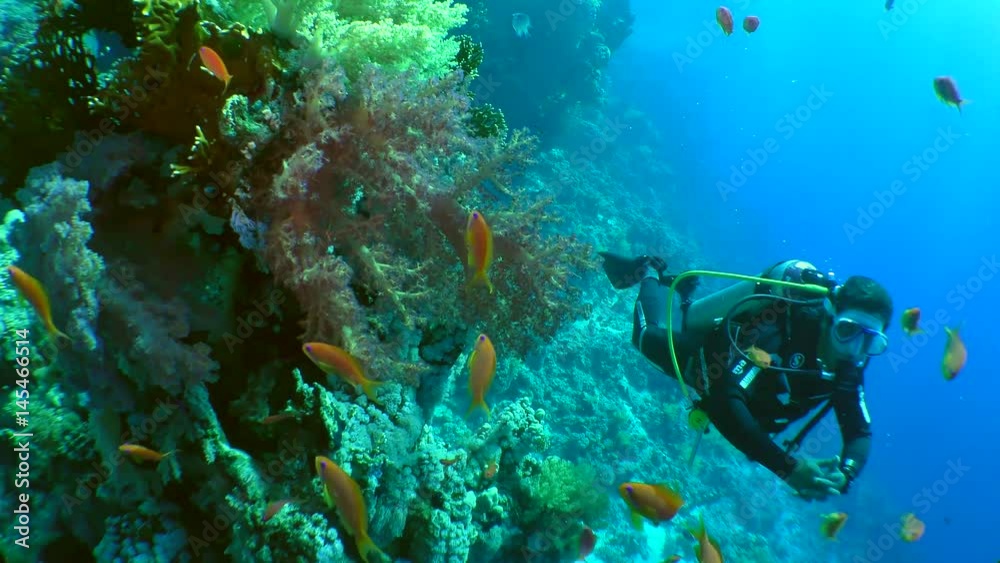 The diver swims past thickets of soft corals.
The diver swims past thickets of soft corals.
