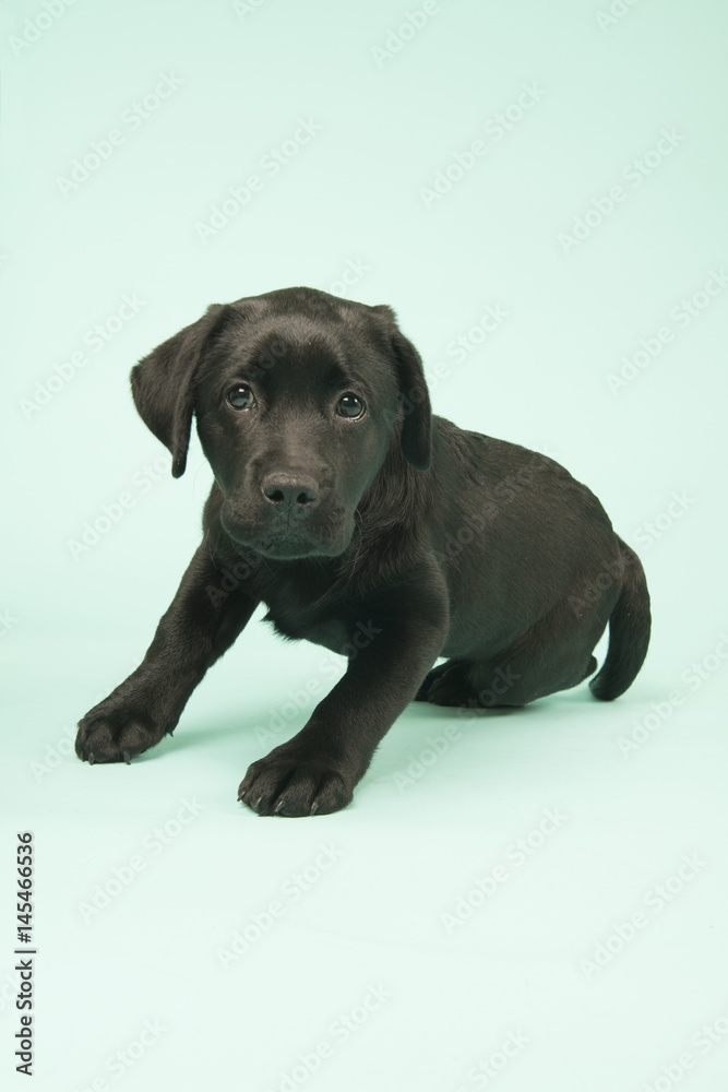 Chocolate Labrador puppy on green background Chocolate Labrador puppy on green background