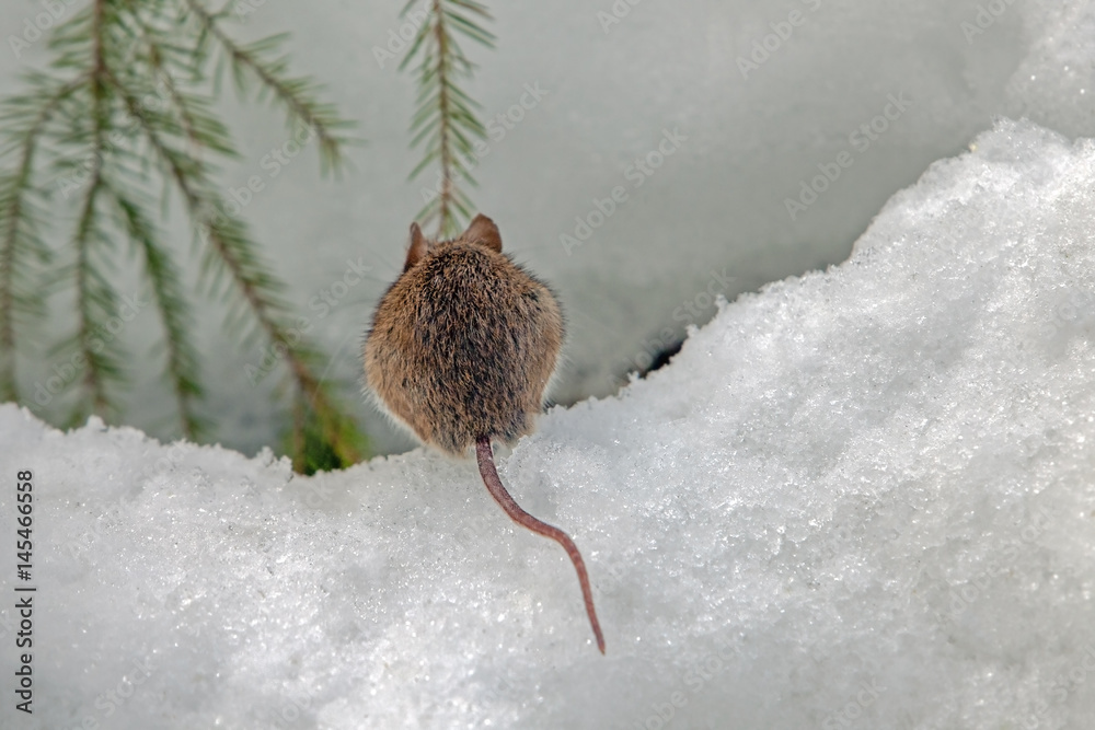 Obraz premium cute field mouse