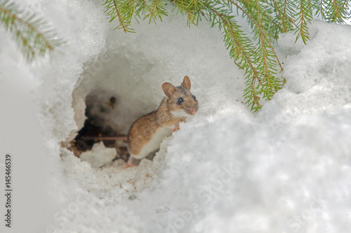 cute field mouse photo