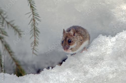 cute field mouse photo