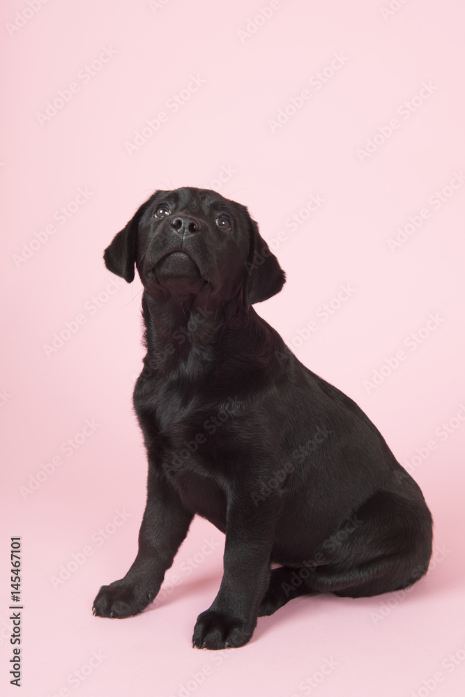 Fototapeta premium Chocolate Labrador puppy on pink background