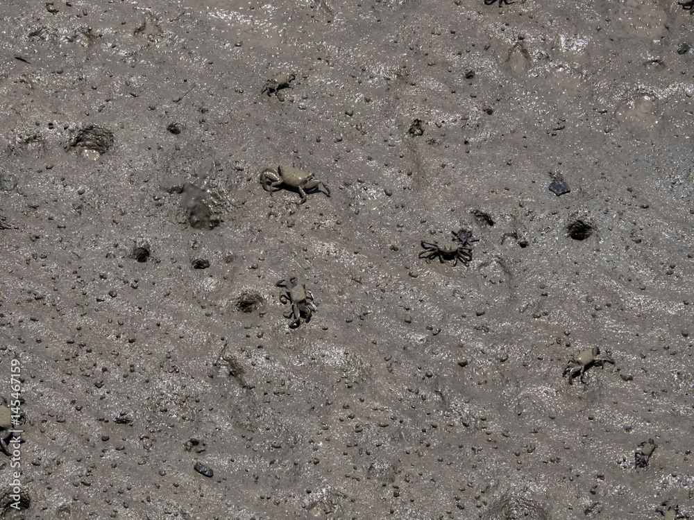 Small crabs in mangroves help maintain the ecosystem Small crabs in mangroves help maintain the ecosystem