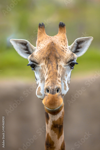 Frontal view of southern giraffe
