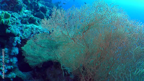 Picturesque bush Gorgonian fan coral (Subergorgia mollis).
 photo