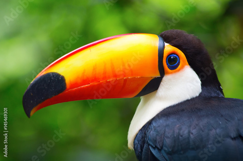 Colorful tucan