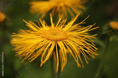 Yellow flower