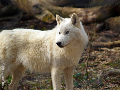 Wolf in forest