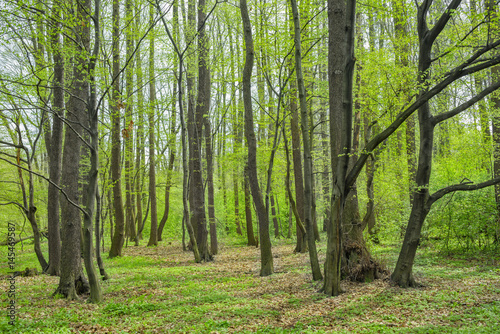 Fototapeta Naklejka Na Ścianę i Meble -  Spring forest landscape. Natural green color.