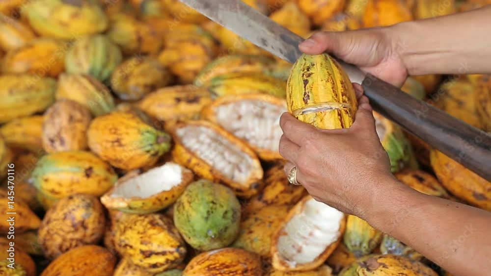 man holding a ripe cocoa fruit with beans inside and Bring seeds out of the sheath.