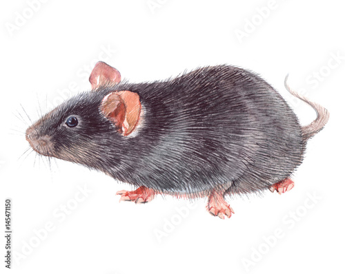 Watercolor single mouse animal isolated on a white background illustration.