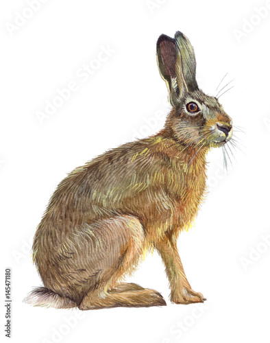 Fototapet Watercolor single hare animal isolated on a white background illustration