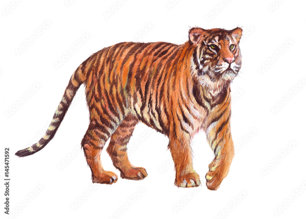 Watercolor single tiger animal isolated on a white background illustration. Watercolor single tiger animal isolated on a white background illustration.