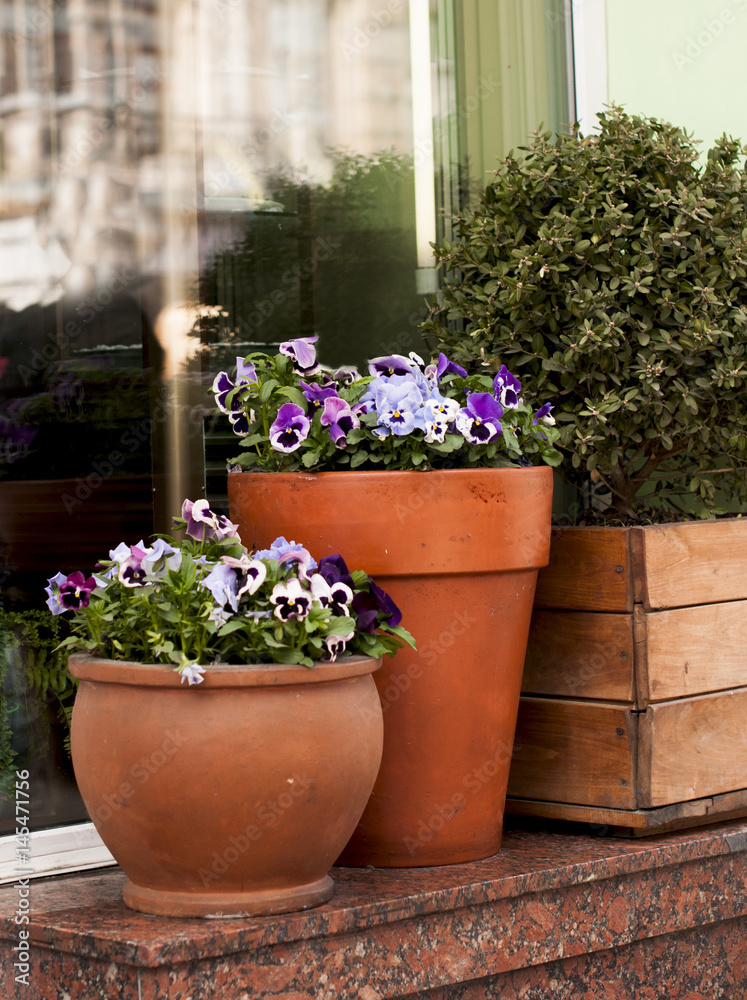 Pansies in clay pots Pansies in clay pots