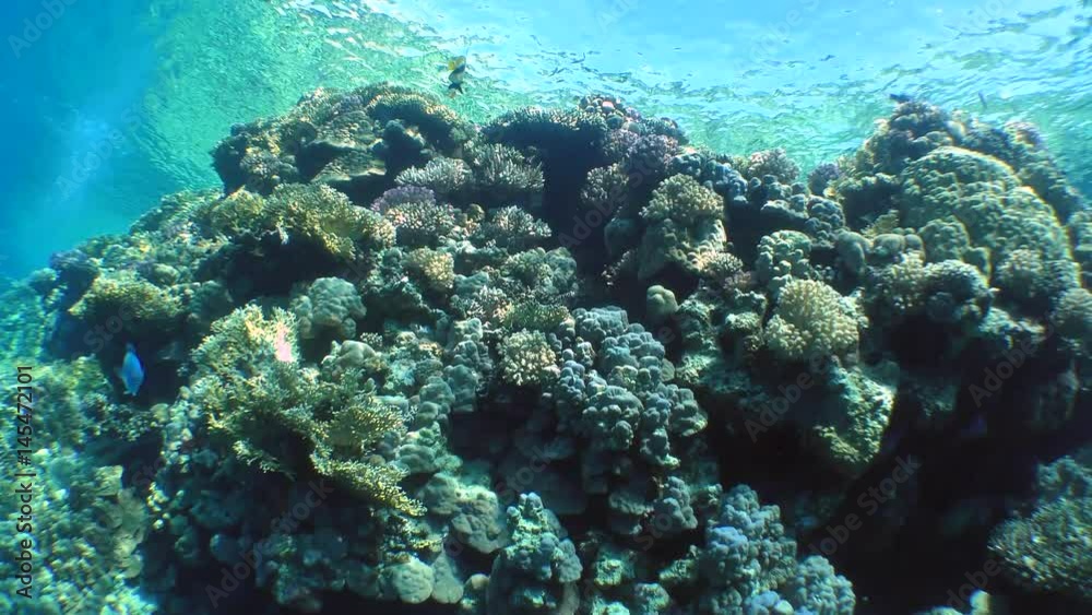 The movement of the camera along the wall of a coral reef covered with various kinds of corals.
The movement of the camera along the wall of a coral reef covered with various kinds of corals.