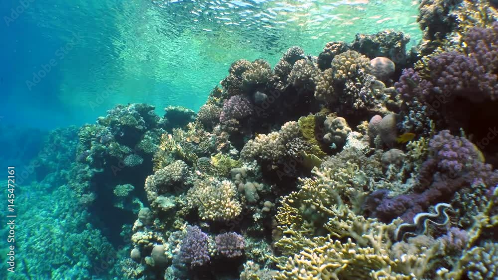 The movement of the camera along the upper edge of the coral reef is covered with a variety of bright coral species.
The movement of the camera along the upper edge of the coral reef is covered with a variety of bright coral species.