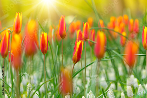 Fototapeta Naklejka Na Ścianę i Meble -  Beautiful view of colored tulips.