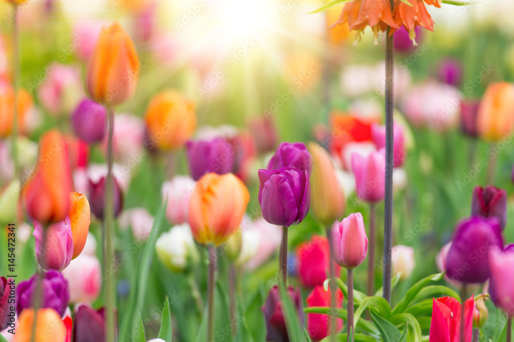 Beautiful view of colored tulips. - obrazy, fototapety, plakaty 