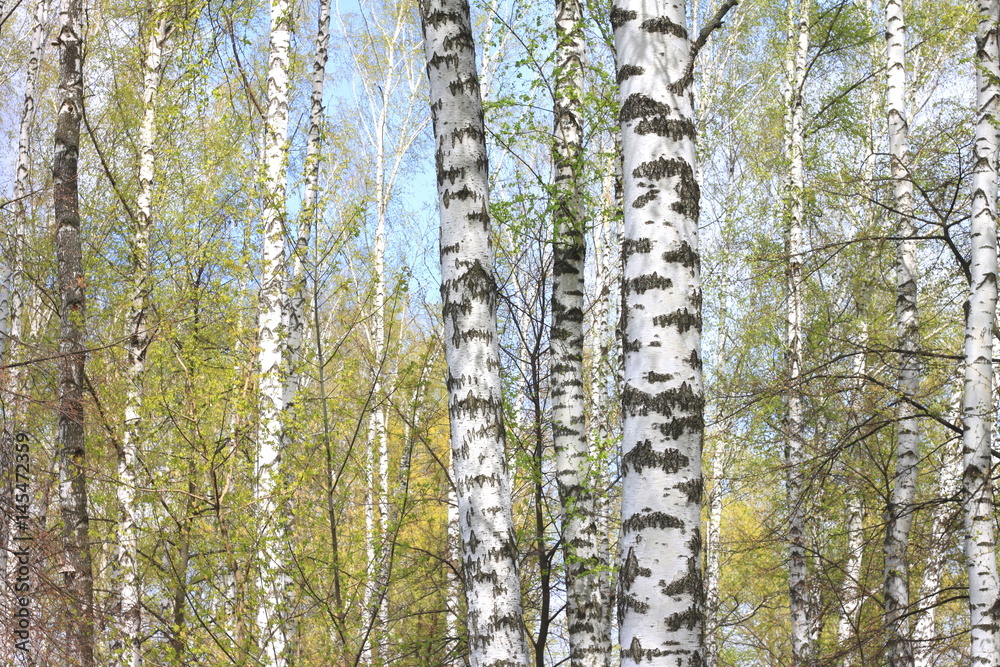 Fototapeta premium Trunks of birch trees in forest / birches in sunlight in spring / birch trees in bright sunshine / birch trees with white bark / beautiful landscape with white birches