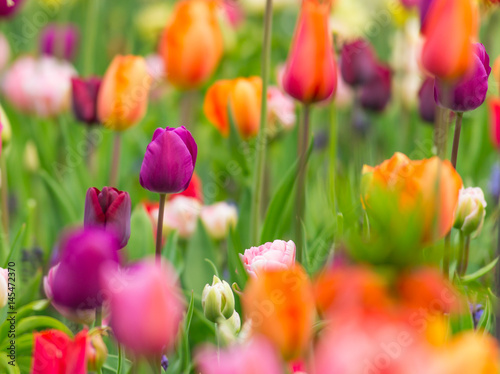 Beautiful view of colored tulips.