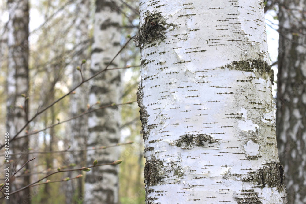 Fototapeta premium Trunks of birch trees in forest / birches in sunlight in spring / birch trees in bright sunshine / birch trees with white bark / beautiful landscape with white birches