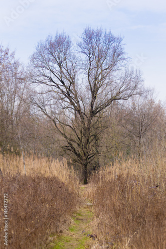 Solitaire tree on spring season