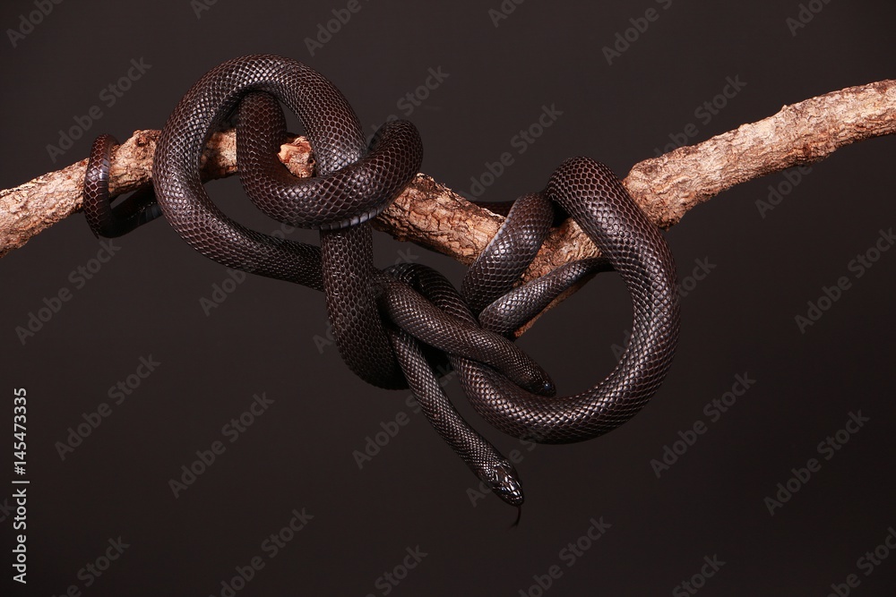 Obraz premium schwarze nattern auf einem ast