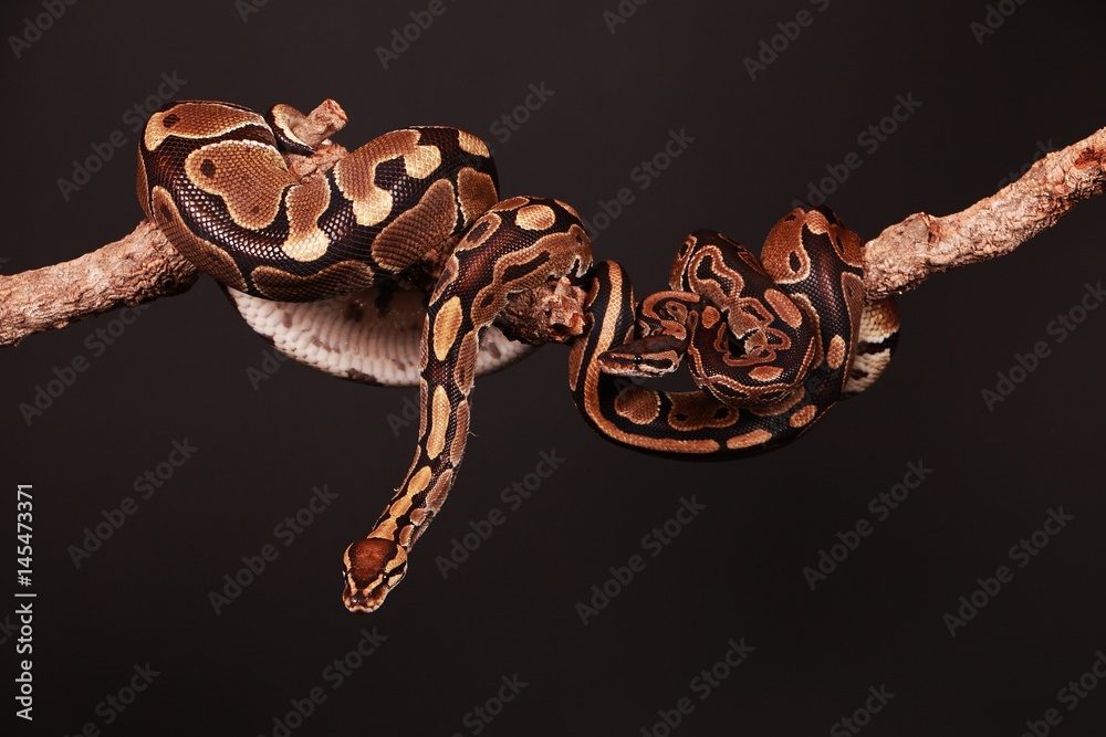 Naklejka premium 2 Pythons auf einem Ast