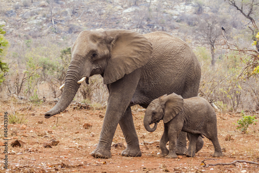 Fototapeta premium African bush elephant in Kruger National park, South Africa