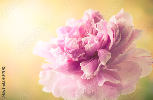 Fototapeta Naklejka Na Ścianę i Meble -  Pink peony