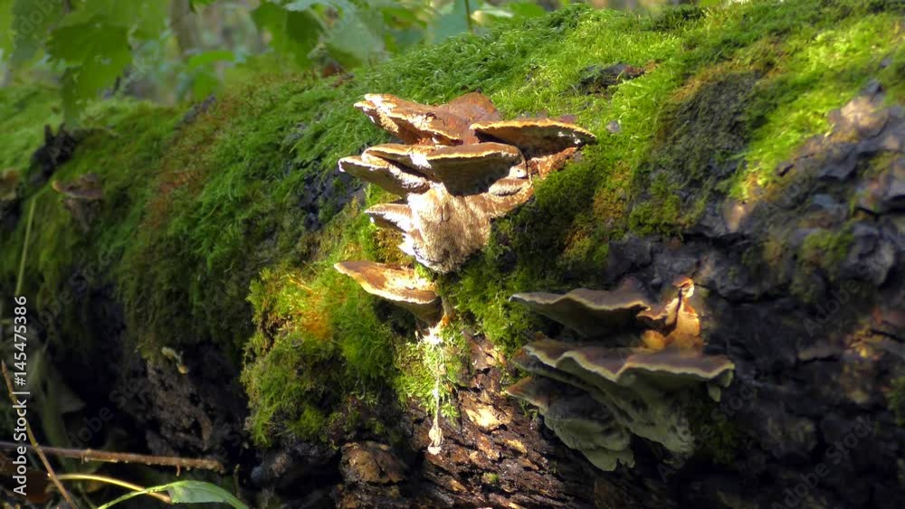 Bracket fungi or Polypore on the trunk of a fallen tree covered with moss, medium shot.
Bracket fungi or Polypore on the trunk of a fallen tree covered with moss, medium shot.