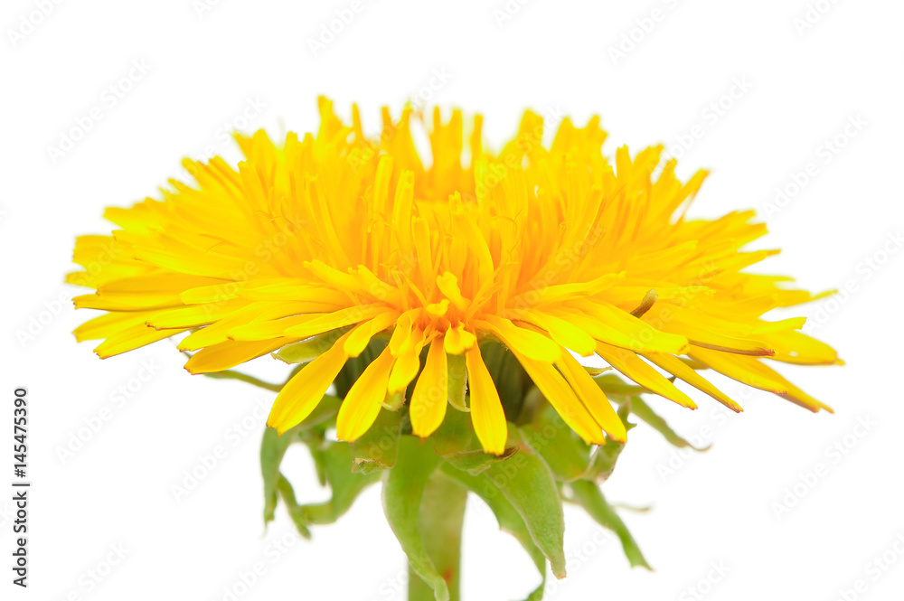Yellow Dandelion (Taraxacum Officinale) Flower