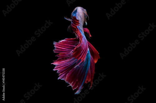 Beautiful movements of the Siamese fighting fish.