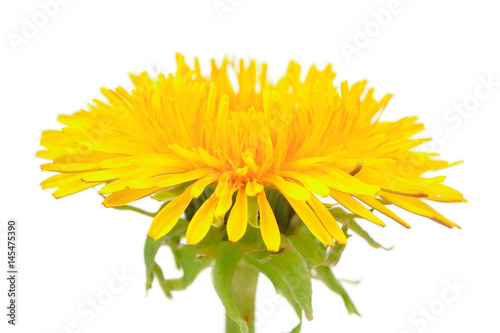 Yellow Dandelion  Taraxacum Officinale  Flower