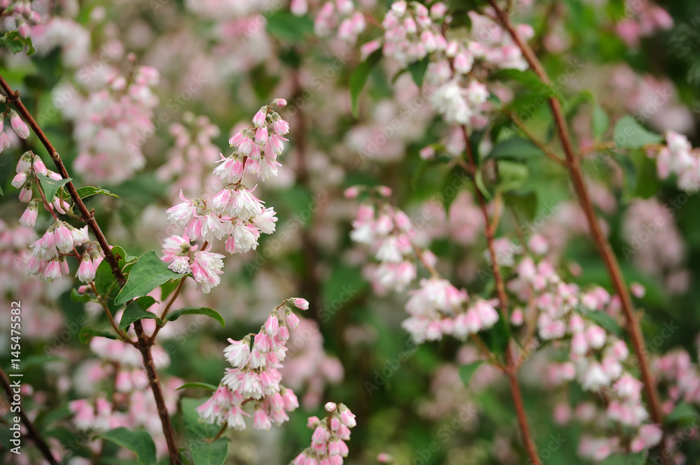 Fototapeta premium Deutzia Scabra Flowers