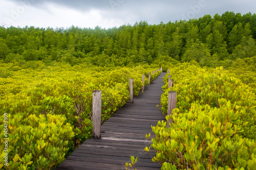 Walkway in mangrove forests, Thailand © komjomo