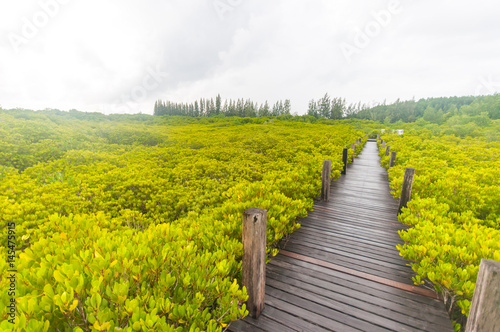 Walkway in mangrove forests, Thailand