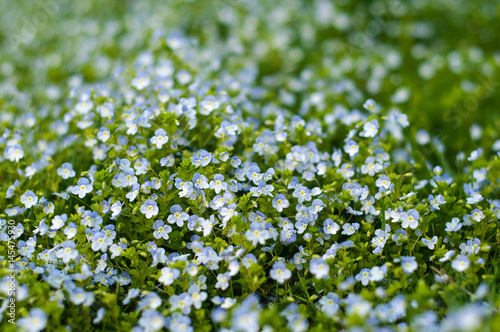 Field of blue flowers.Blue small wildflowers. The view from the top. Fresh small light blue flowers  forget-me-not  at the daylight. Small soft blue veronica persica flowers grow in spring outdoors.