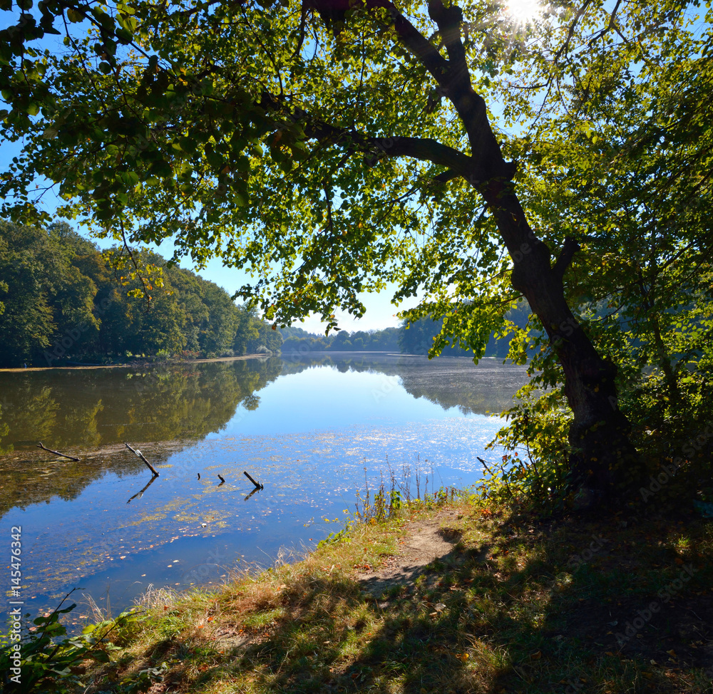 Fototapeta premium beautiful view of the lake through the trees