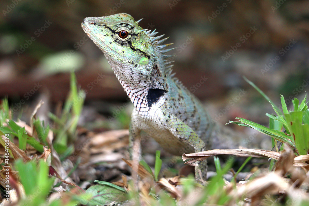 Fototapeta premium Lizard