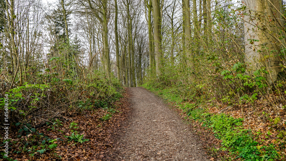 Obraz premium Morgenstiimung im Wald,Frühling