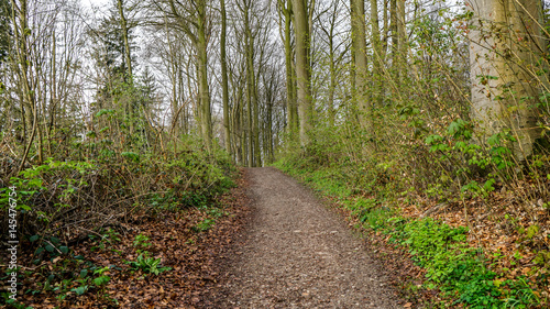 Morgenstiimung im Wald,Frühling