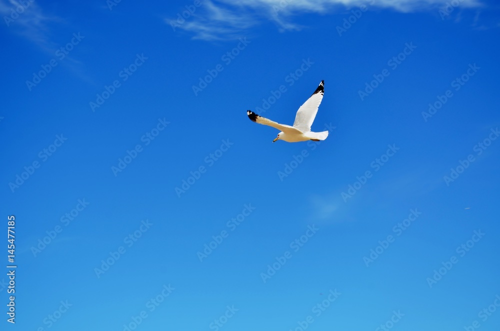 Beautiful lone seagull soaring on a summer day against a clear blue sky