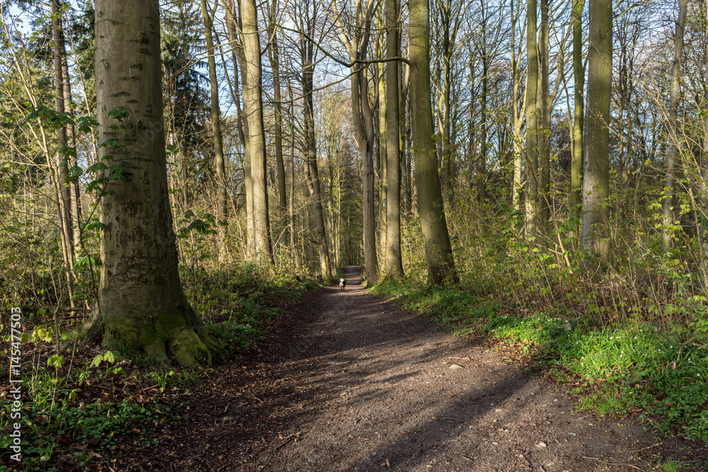 Schattenspiele morgens im Wald,Frühling Schattenspiele morgens im Wald,Frühling