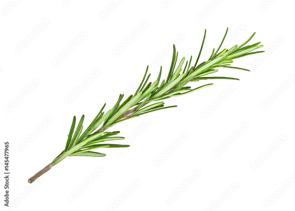 Fototapeta premium Twig of rosemary on a white background