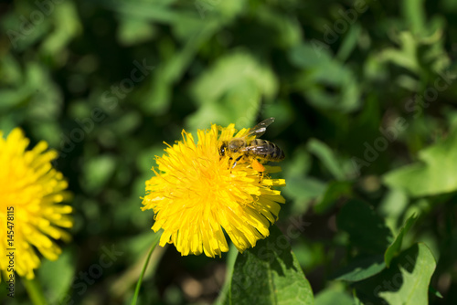 Bees collecting dandelion nectar © gheturaluca