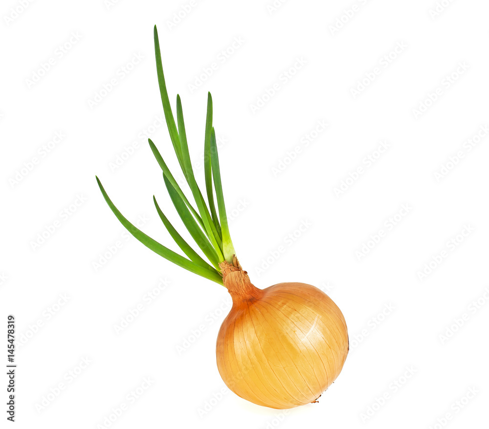 Yellow onion with green sprouts on a white background